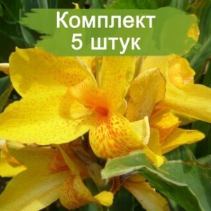 Клубни канны Луи Коттон (Louis Cottin) -  комплект 5 шт.