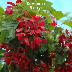 Саженцы клёна Татарского (20-40 см) -  комплект 5 шт.