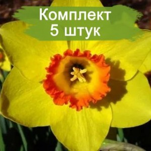 Луковицы желтого нарцисса Пинза (Pinza)  -  комплект 5 шт.