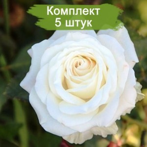 Саженцы чайно-гибридной розы Венделла (Vendela / Vendella) -  комплект 5 шт.