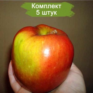 Саженцы яблони Волжская красавица -  комплект 5 шт.