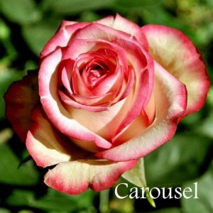 Саженец чайно-гибридной розы Карусель (Carousel)