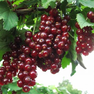 Саженец цветной смородины Вишневая